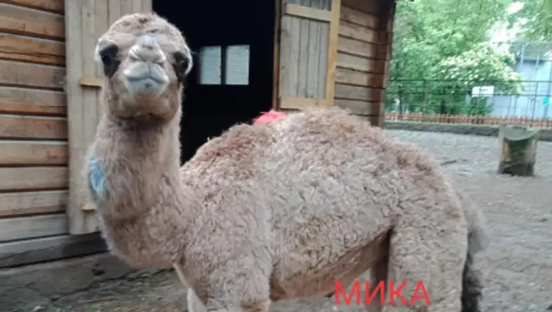Алматинскому верблюжонку из зоопарка дали имя