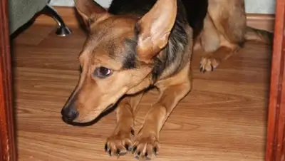 Zakon.kz, фото - Новости Zakon.kz от 15.10.2015 18:12