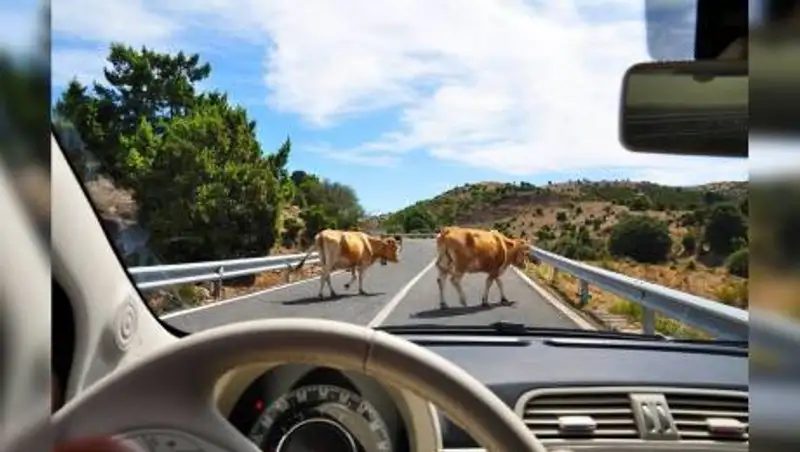 За смертельное ДТП с коровами заплатила СК "Евразия"