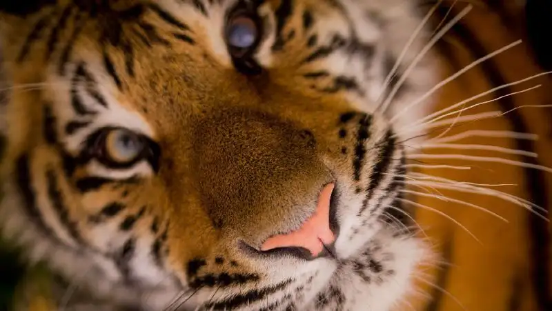 Тигры вернутся в Казахстан в 2025 году