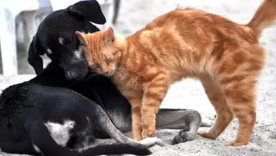 Pixabay, фото - Новости Zakon.kz от 26.04.2020 09:14