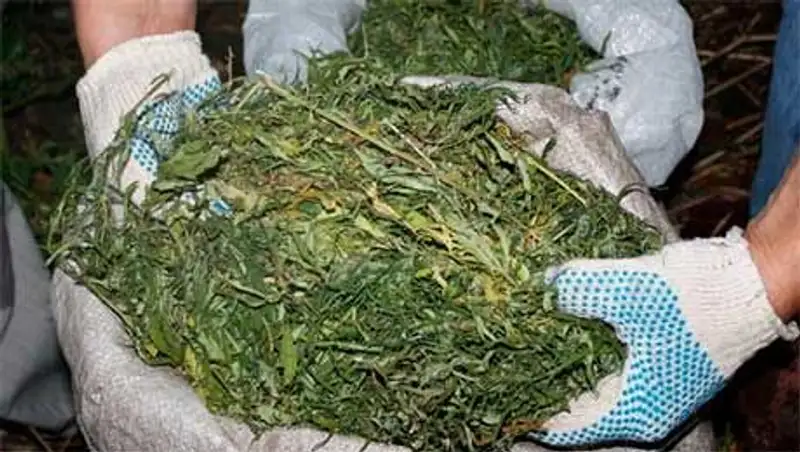 Транспортные полицейские изъяли у 28-летнего жителя Жамбыла 304 кг невысушенной марихуаны