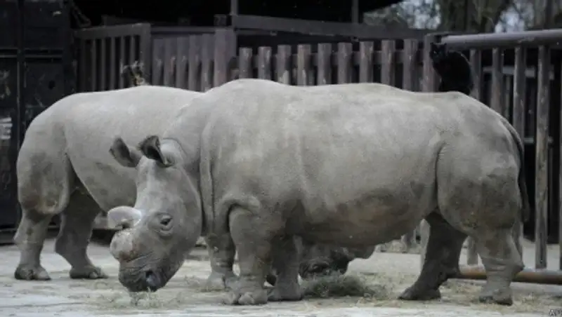 Умер один из четырех редких северных белых носорогов