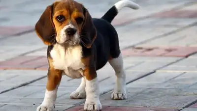 zooclub, фото - Новости Zakon.kz от 24.04.2020 07:55