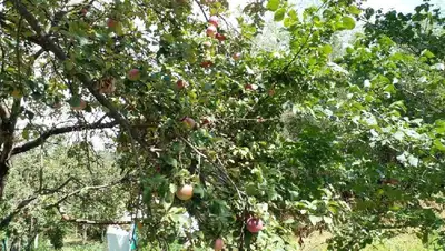 Лес, фото - Новости Zakon.kz от 25.08.2022 11:10