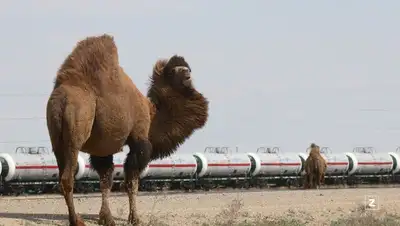 экспорт товаров, Нацбанк, анализ, фото - Новости Zakon.kz от 29.12.2021 12:09