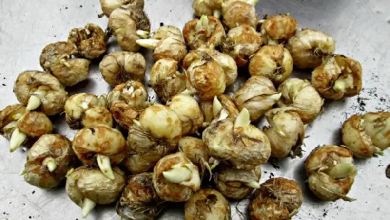 Сотрудники КНБ задержали казахстанцев с редкими растениями