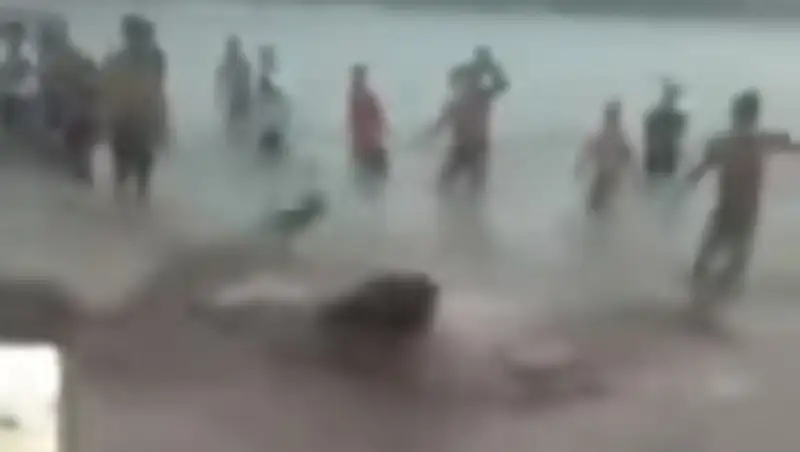 Нападение огромной акулы на людей попало на видео