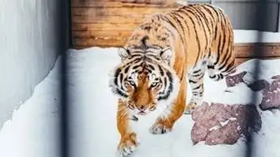 Алматинский зоопарк подарил карагандинскому, фото - Новости Zakon.kz от 15.12.2022 23:55
