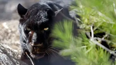 Фото: EPA, фото - Новости Zakon.kz от 03.01.2018 16:44