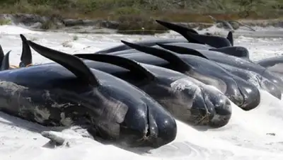 Zakon.kz, фото - Новости Zakon.kz от 02.12.2015 23:20