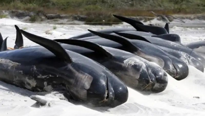 В Чили выбросились на берег более 300 китов