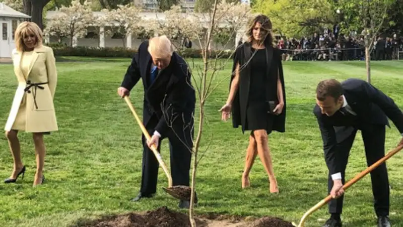 Посаженный Трампом и Макроном "дуб дружбы" погиб
