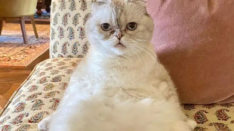 Состояние кошки Тейлор Свифт оценили в 97 млн долларов