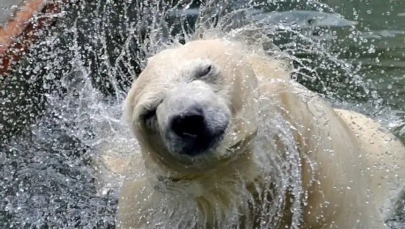 В мире животных