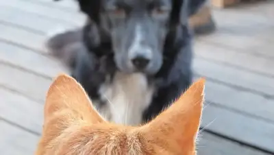 Zakon.kz, фото - Новости Zakon.kz от 22.01.2015 17:31