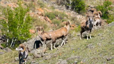 Благородные маралы и грозные бизоны: репортаж из национального парка Буратау, фото - Новости Zakon.kz от 03.01.2023 16:26