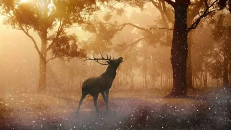 В Северном Казахстане егеря отстреливали маралов