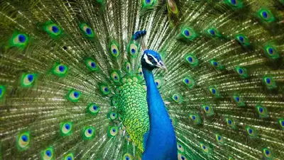 зоопарк Шымкента, фото - Новости Zakon.kz от 26.04.2022 08:57