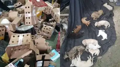 Pixabay, фото - Новости Zakon.kz от 02.10.2020 09:51