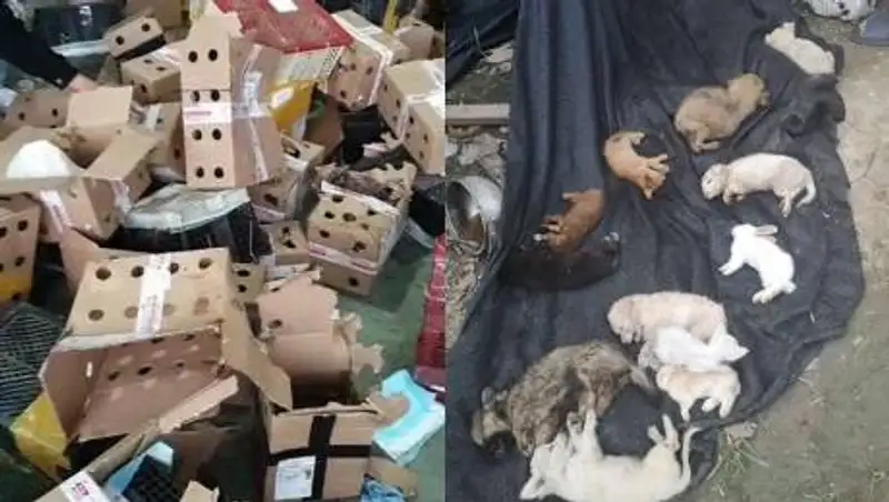 Пять тысяч мертвых кошек и собак нашли в Китае