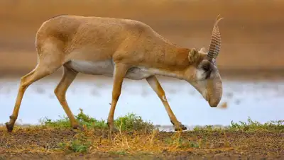 животные ущерб, фото - Новости Zakon.kz от 04.12.2021 08:15