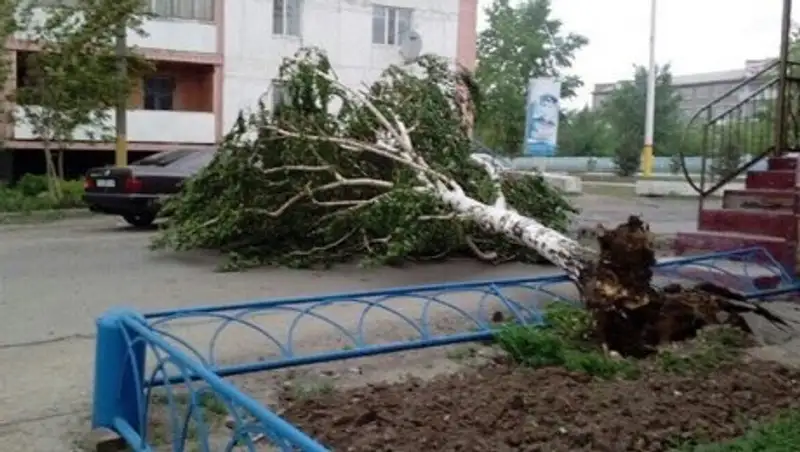 В Акмолинской области ветер вырывал деревья и повреждал здания