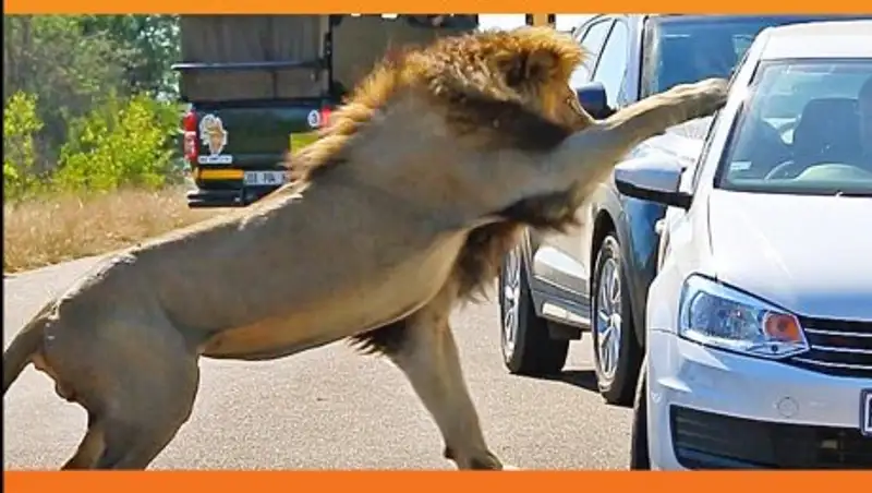 В ЮАР лев набросился на автомобиль с туристами, чтобы похвастаться перед самкой