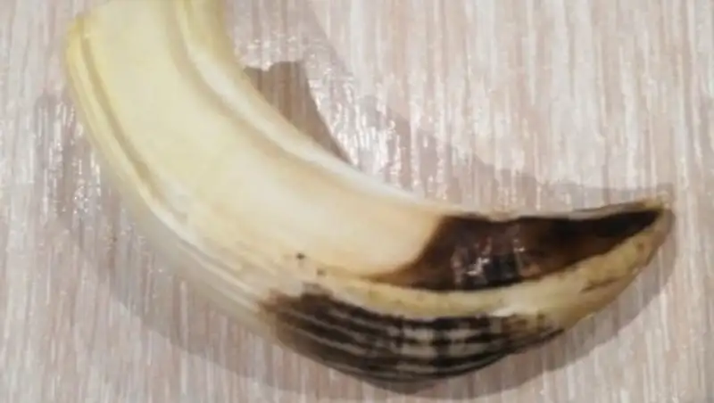 Құмның арасынан белгісіз аңның тісі табылды