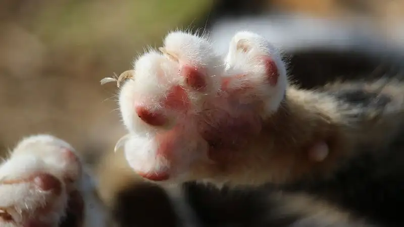 В Актюбинской области мужчина ударил ножом соседскую кошку