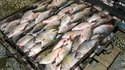 В Казахстане разработали проект закона об аквакультуре, фото - Новости Zakon.kz от 11.04.2023 14:02