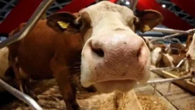 В ЗКО проводятся оздоровительные мероприятия по бруцеллезу крупного рогатого скота