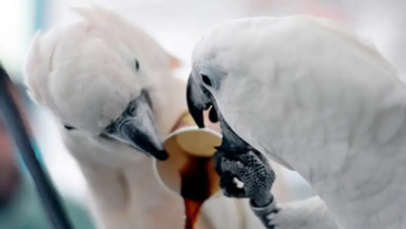 У палестинских попугаев появилась кофеиновая зависимость