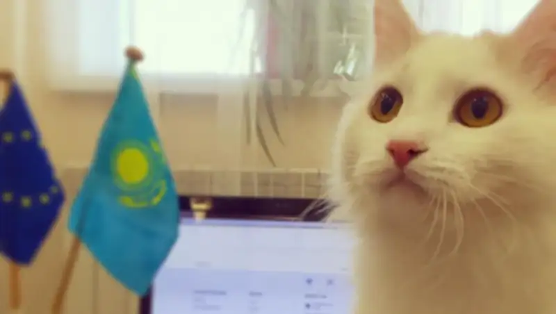 Советником посольства Германии в Казахстане стал кот Кокос