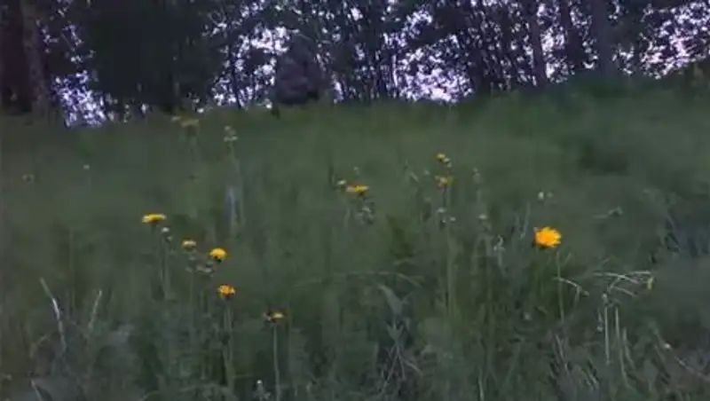 В норвежском лесу засекли снежного человека