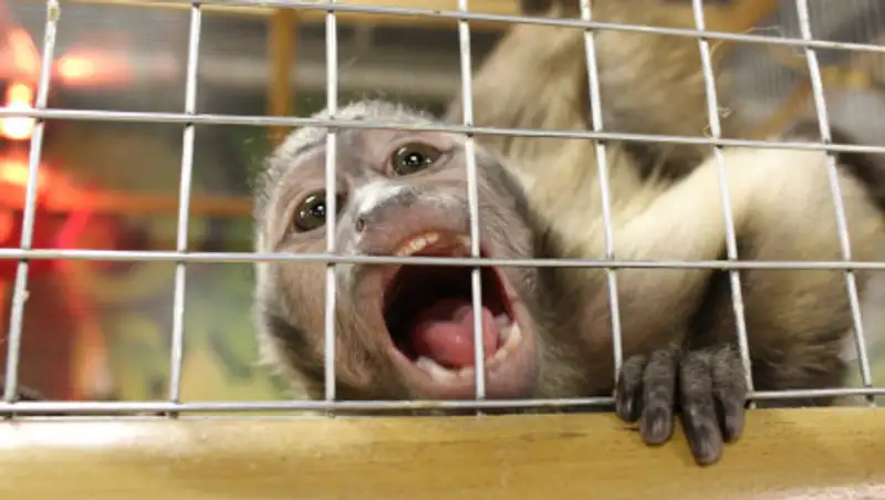 На Атакенте закроют контактный зоопарк