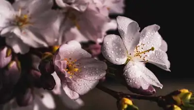 pixabay, фото - Новости Zakon.kz от 12.04.2020 06:00