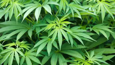 prokuratura.gov.by, фото - Новости Zakon.kz от 29.05.2019 21:19