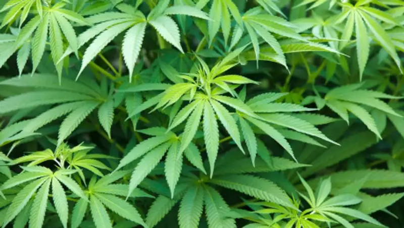 В Казахстане найдут промышленное применение для конопли