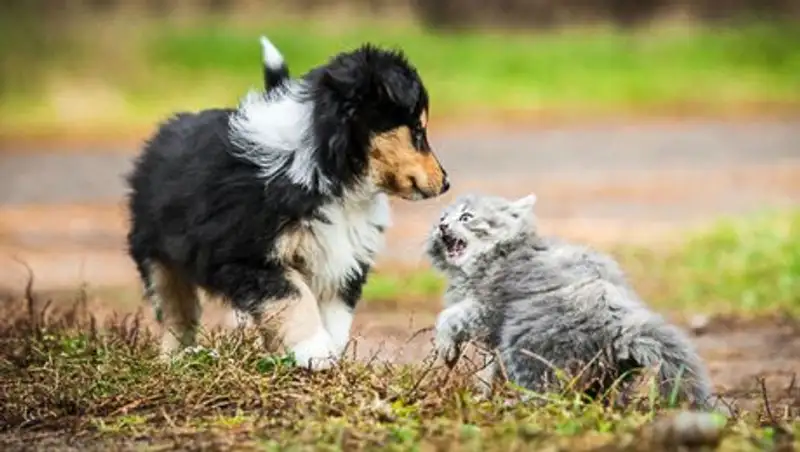 На Тайване запретили есть кошек и собак