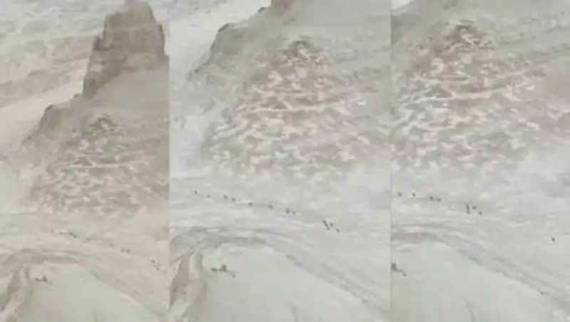 Стадо уриалов попало на видео в урочище Бозжыра