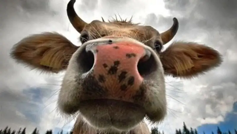 В одном из районов Шымкента развернулась целая операция по спасению коровы