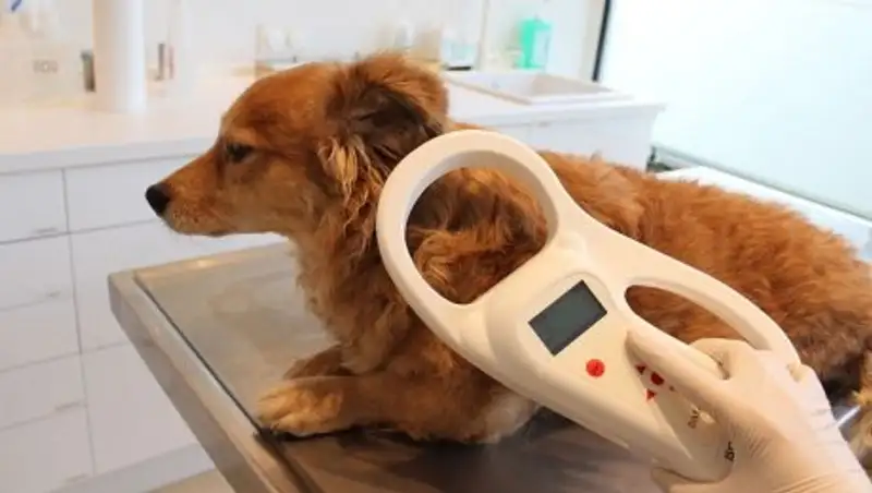 Ветслужба Астаны планирует чипировать 6 тыс собак и кошек