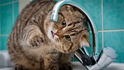 gornovosti.ru, фото - Новости Zakon.kz от 16.09.2020 20:12