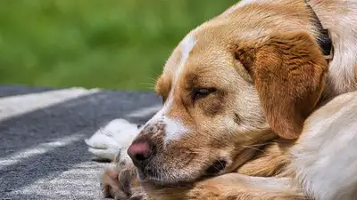 В Алматы живодер мучил собаку и забил ее насмерть молотком, фото - Новости Zakon.kz от 09.06.2023 09:35