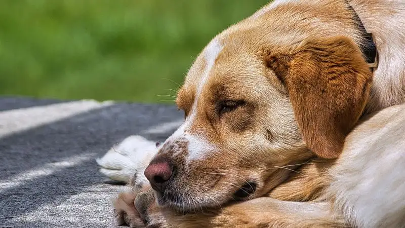 В Алматы мужчина мучил собаку и забил ее насмерть молотком