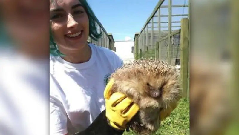 Растолстевшего ежа из Шотландии посадили на диету