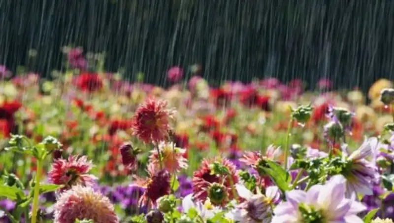 На большей части Казахстана ожидаются дожди