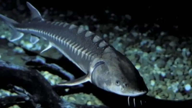 Казахстанские ученые помогут вывести Казахстан в лидеры по производству черной икры