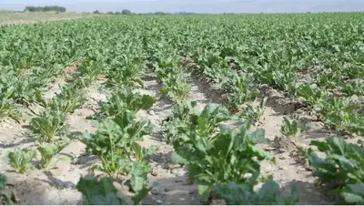 сельское хозяйство Жетысуская область развитие, фото - Новости Zakon.kz от 26.07.2022 10:52